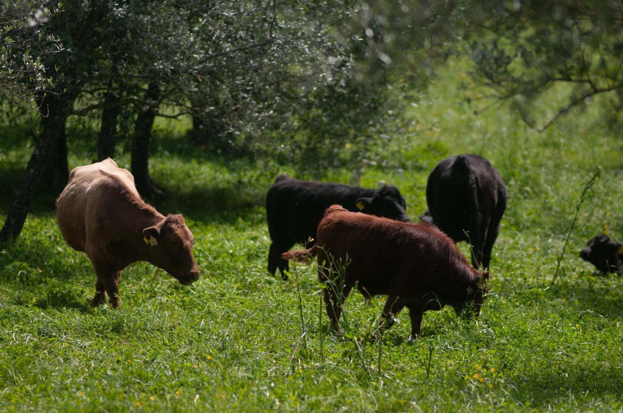 Fattoria Di Maiano Guest House Фиезоле Екстериор снимка